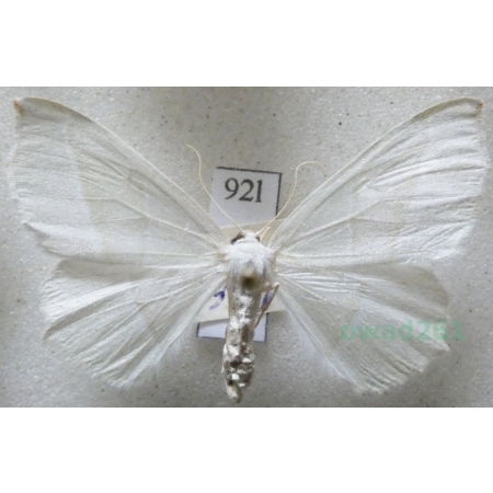 Campaea margaritaria (Linnaeus, 1761) male Ostrolot muszlowiak Czech92l